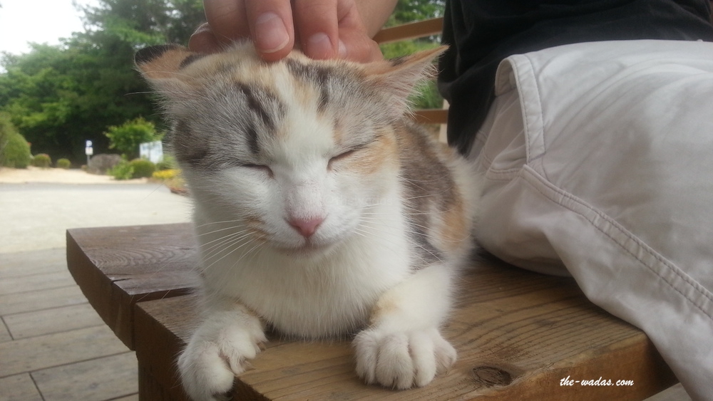 Masuda Dairy Farm, Okayama: Cat touch