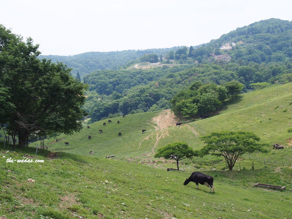 Masuda Dairy Farm, Okayama: Cows in field