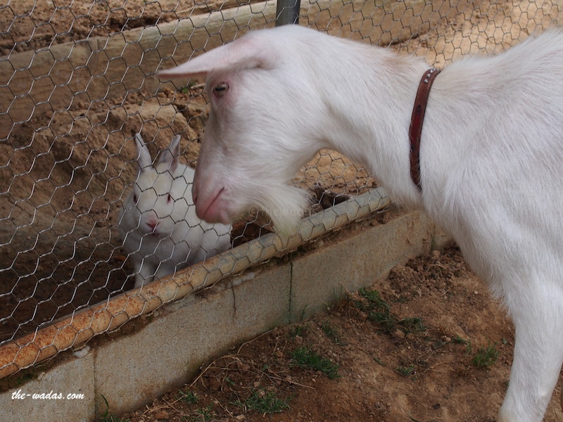 Masuda Dairy Farm, Okayama: Goat giving food to rabbit