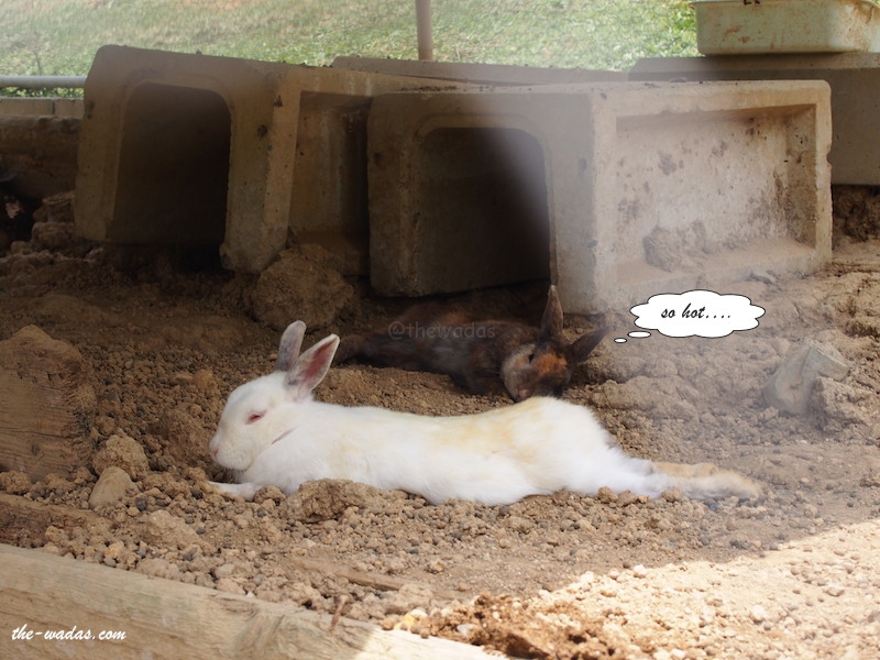 Masuda Dairy Farm, Okayama: Rabbits relaxing