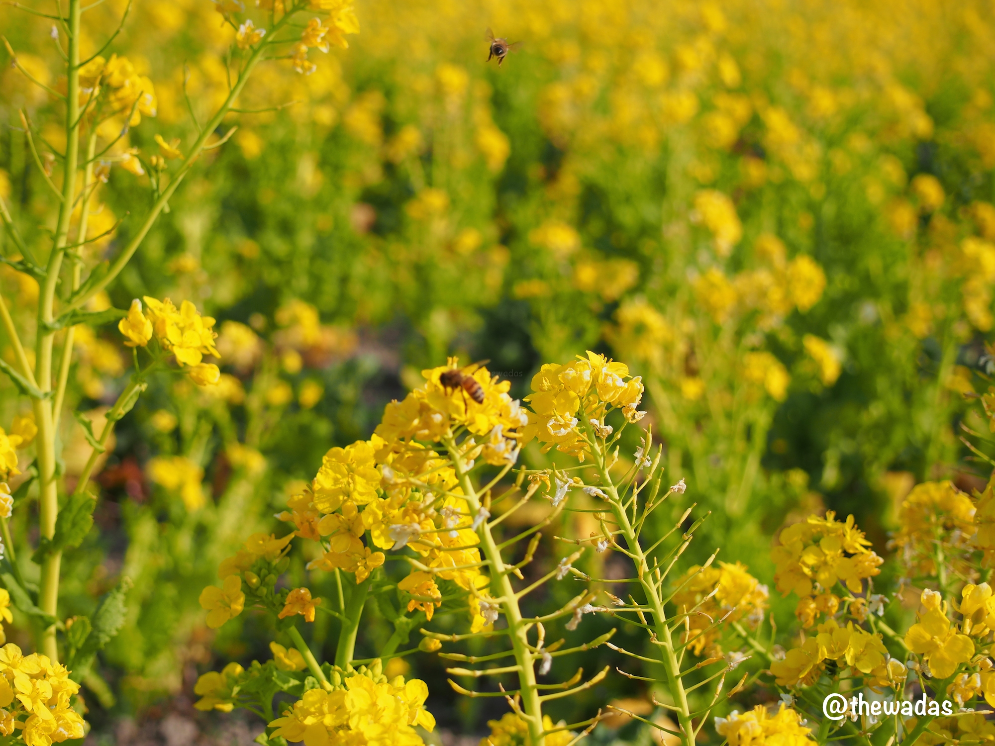 Kasaoka Bayfarm: Nanohana rapeseed flower field, closeup with bees