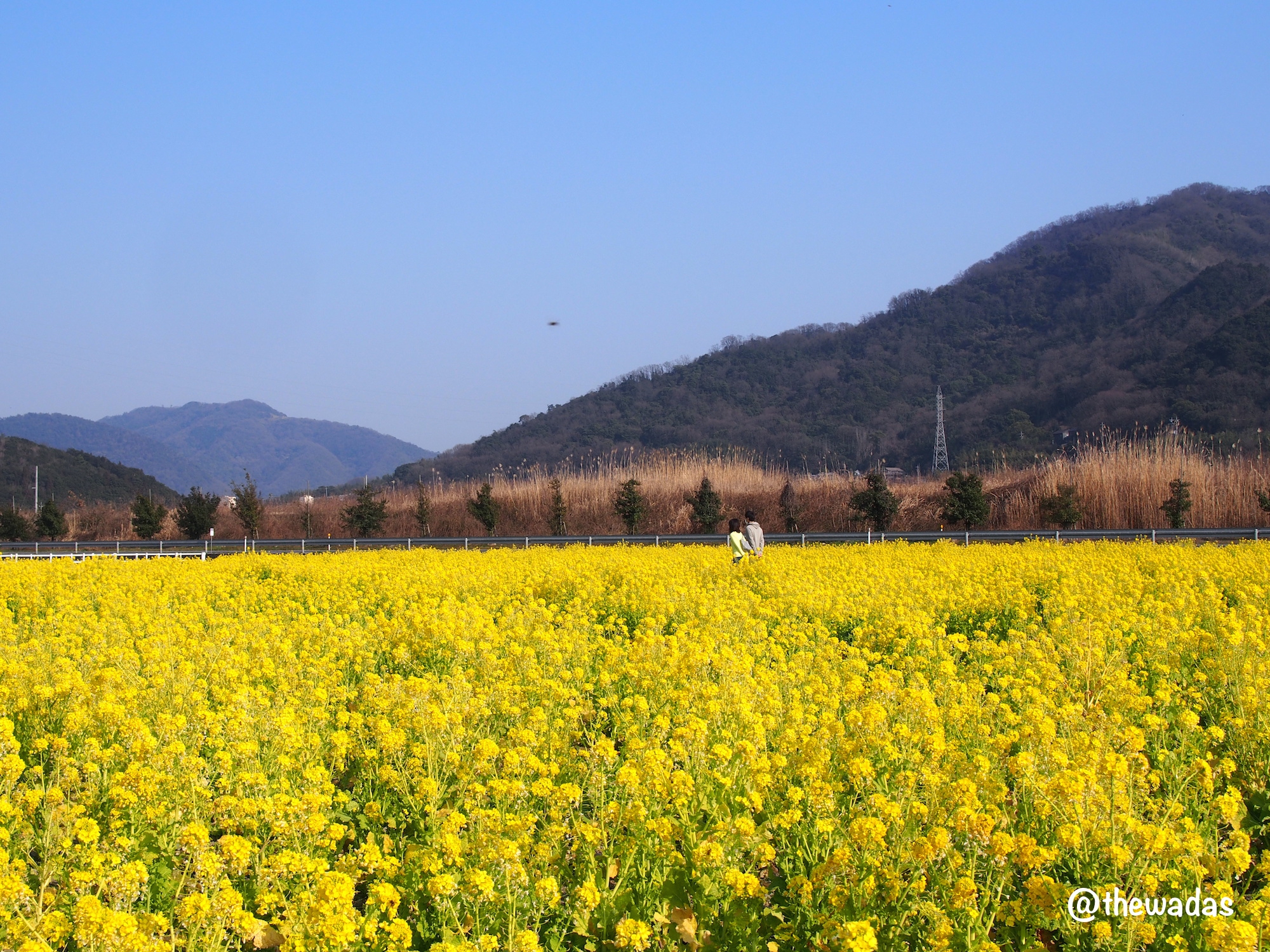 Kasaoka Bayfarm: Nanohana rapeseed flower field, couple