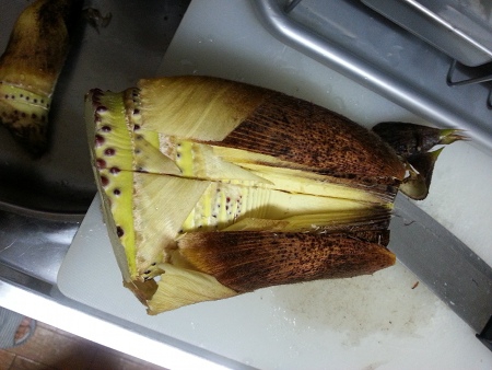 Bamboo Shoots: Cut-off the tip