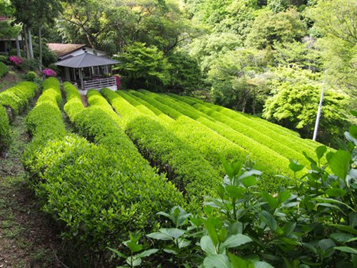 Shizukatei Tea Garden in Kobe: Full shot