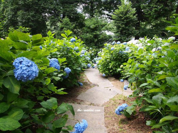 Kibitsu Shrine Ajisai Festival: Blue Road