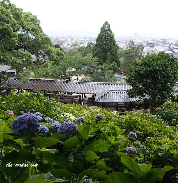 Ajisai Festival at Kibitsu Shrine: Ajisai and Corridor