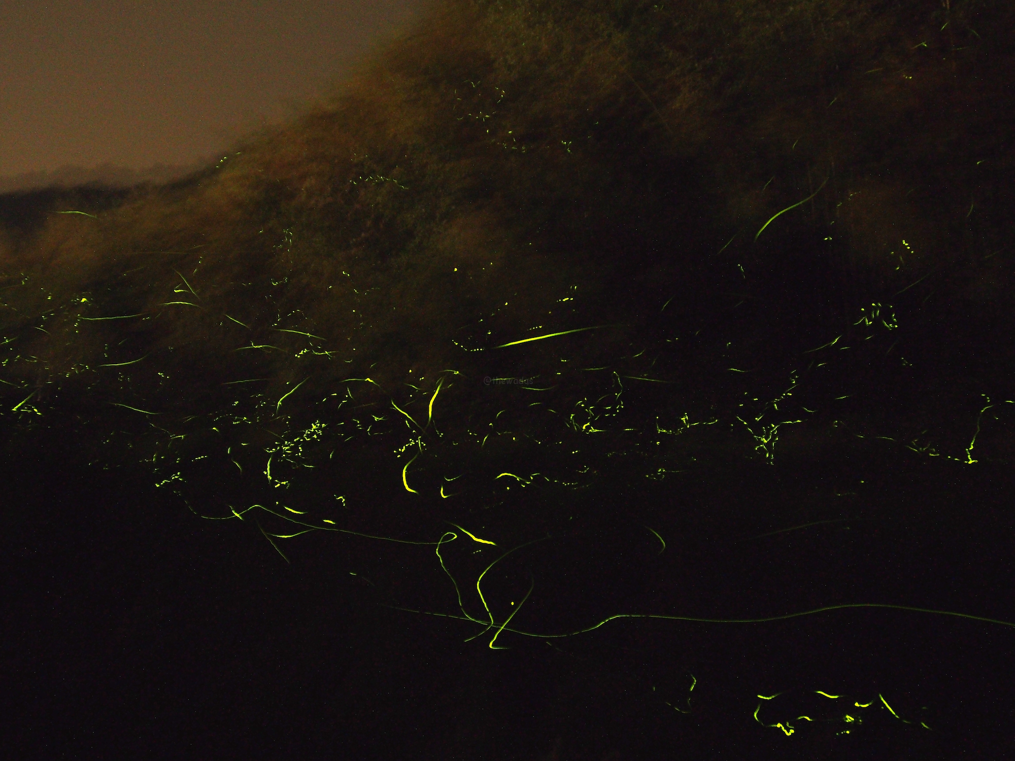Japanese Fireflies in Hokubo, Maniwa City: Fireflies on the move