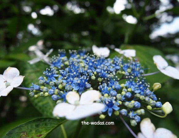 Kibitsu Shrine Ajisai Festival: Blue buds