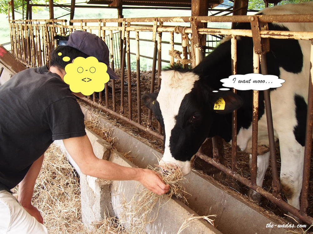 Masuda Dairy Farm, Okayama: Cow feeding