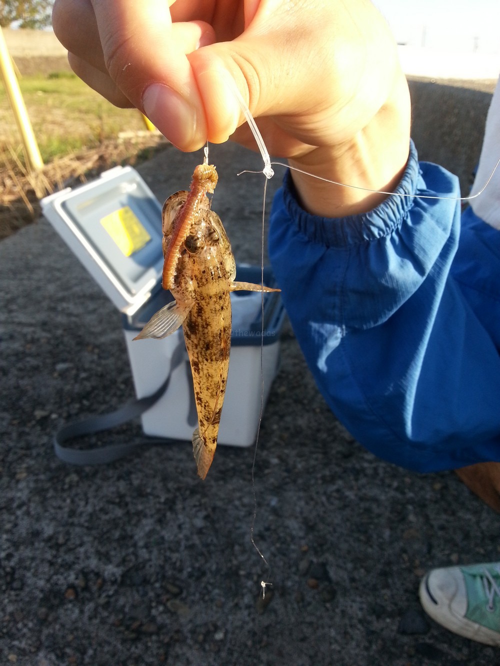 First catch (goby fish)!