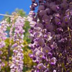 Wisteria Flower Festival, Fuji Park: purple wisteria flower more closer