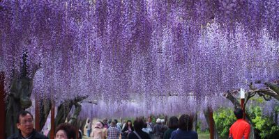 Wisteria Flower Festival, Fuji Park: wisteria flower, so purple