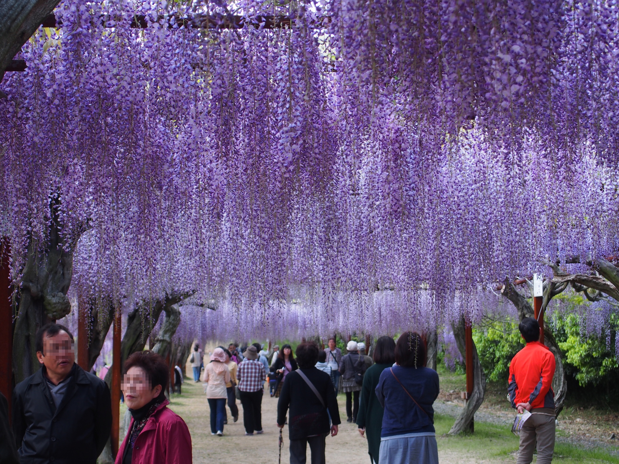 Wisteria Flower Festival, Fuji Park: wisteria flower, so purple