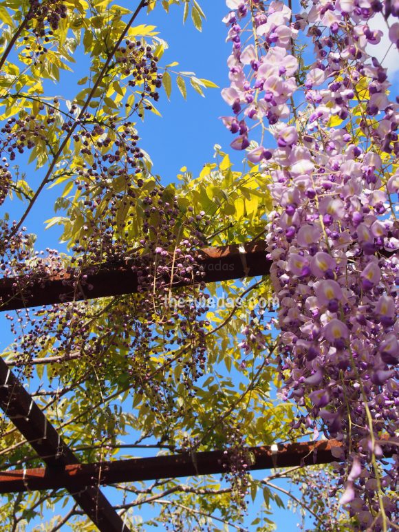 Fuji Park, Wisteria Flower Festival: bud-like wisteria