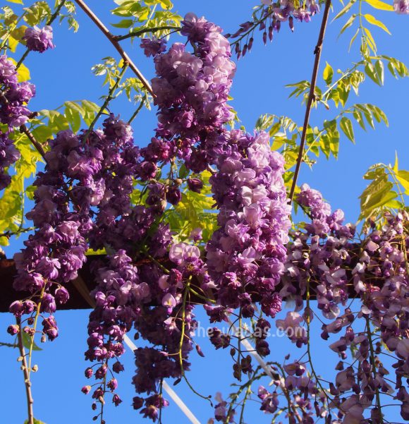 Wisteria Flower Festival, Fuji Park: Yaefuji