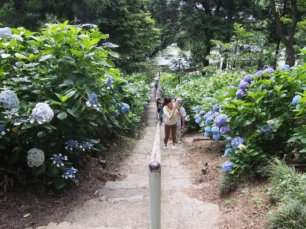 Ajisai Flower Festival in Kibitsu Jinja: top view