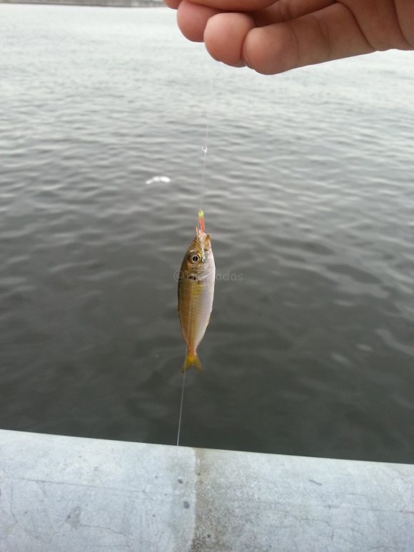 fishing_in_ashiyahama_fish_01