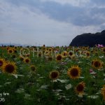 Okayama Sunflower Season 2017