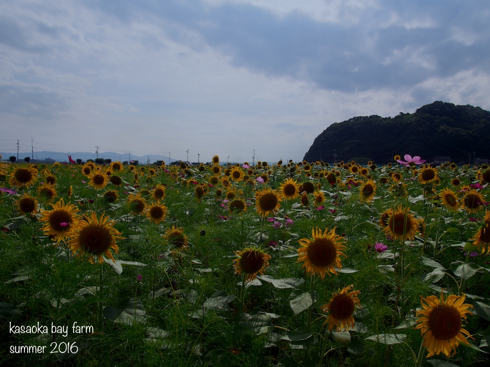 Kasaoka Bay Farm Summer 2016: sunflower and cosmos flower fields