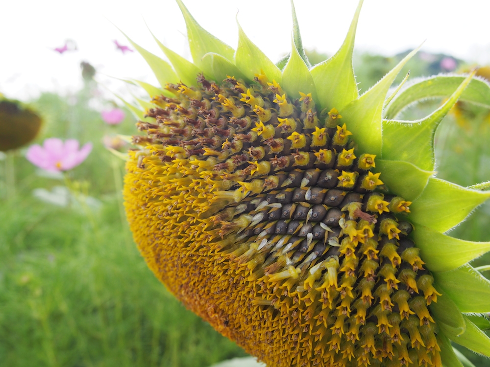 Kasaoka Bay Farm Summer 2016: sunflower closeup