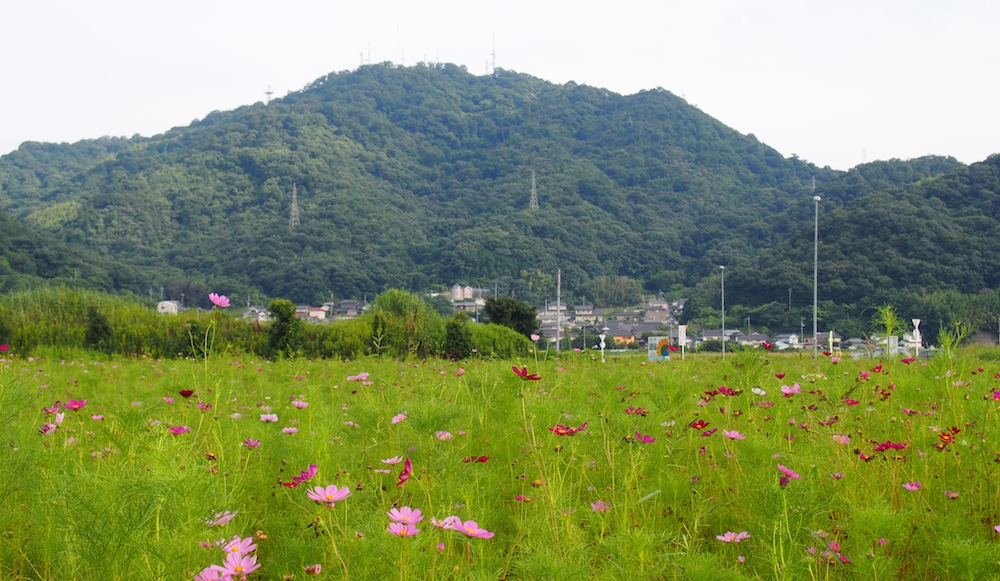 Kasaoka Bay Farm Summer 2016: Cosmos flower field