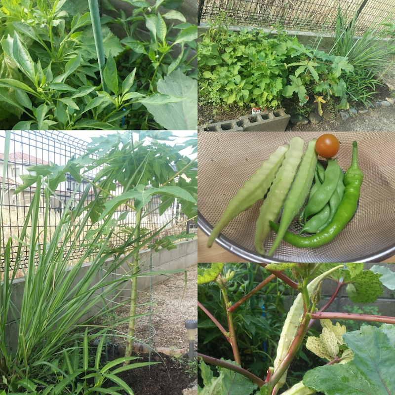 Summer 2016, Japan: Gardening