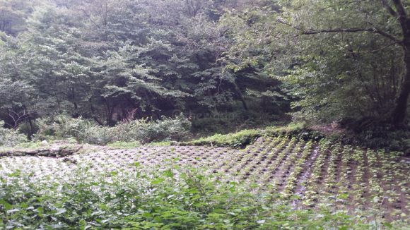 wasabi_plantation