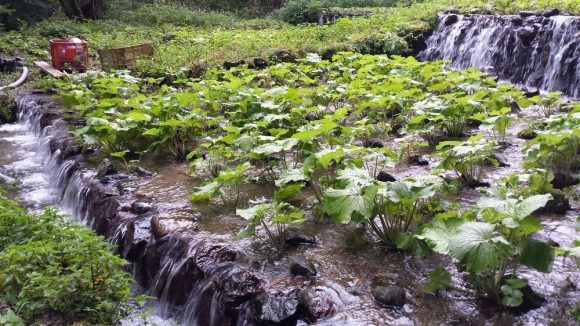 wasabi_plantation