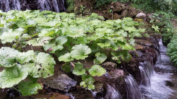 wasabi_plantation