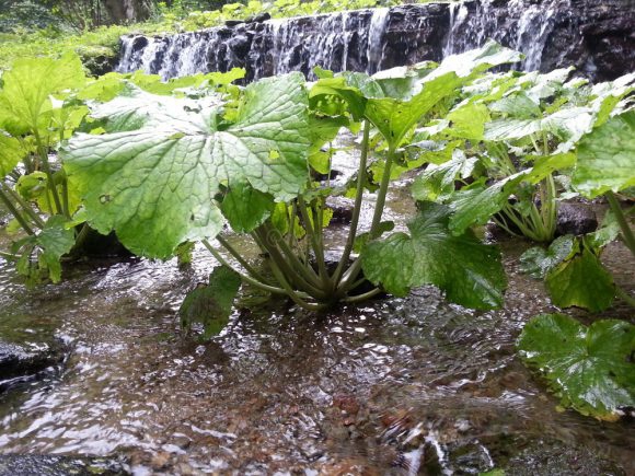 wasabi_plantation