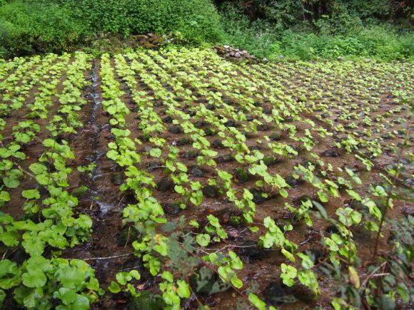 wasabi_plantation