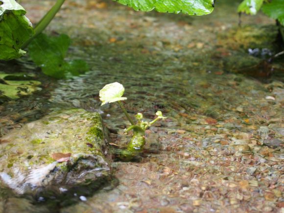 Wasabi Plantation