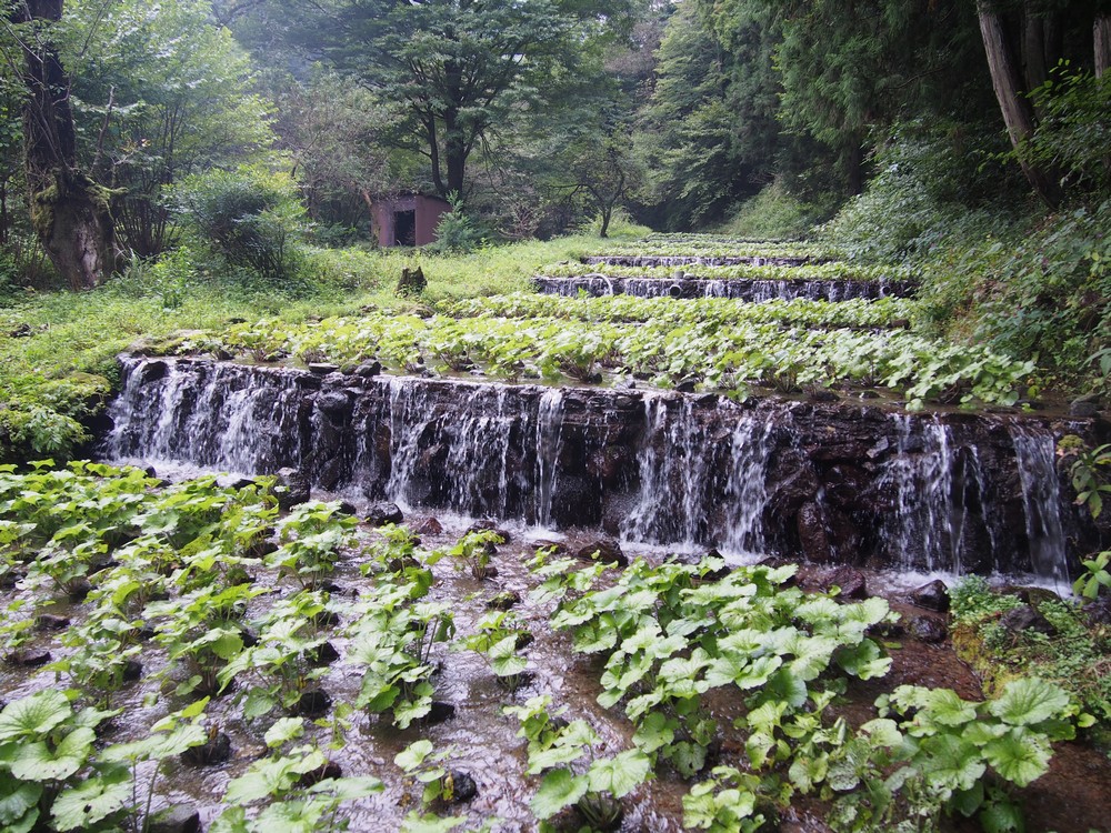 Wasabi Plantation in Tottori