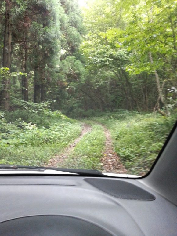 wasabi plantation road