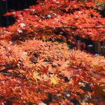 3 Must-Go Autumn Leaf Spots in Kyoto