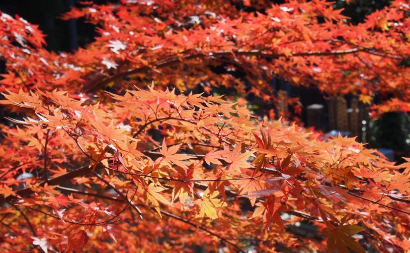 Autumn Leaf Spots in Kyoto