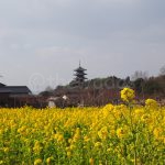 The tower with Nano Hana (rape blossoms)