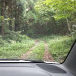 Driving to Wasabi plantation.