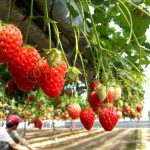 Enjoy Strawberry Picking in Okayama