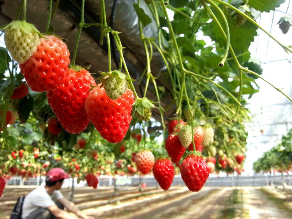 strawberry picking in okayama