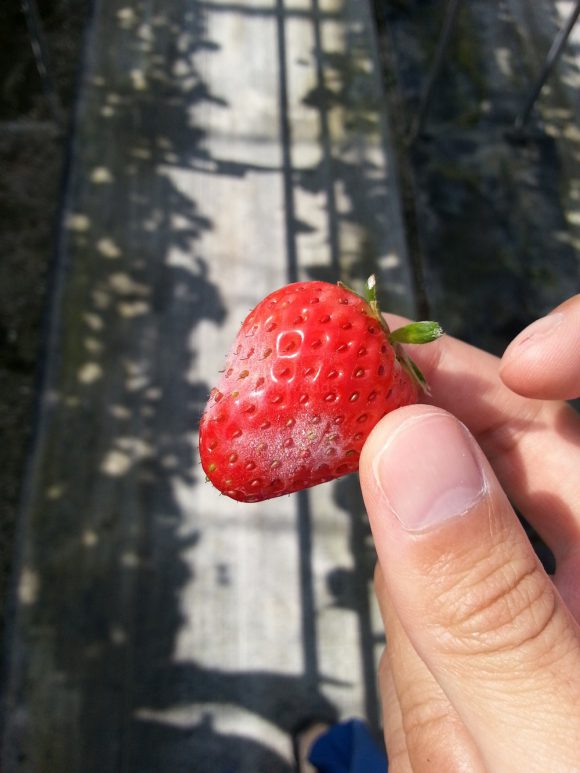 strawberry picking in okayama