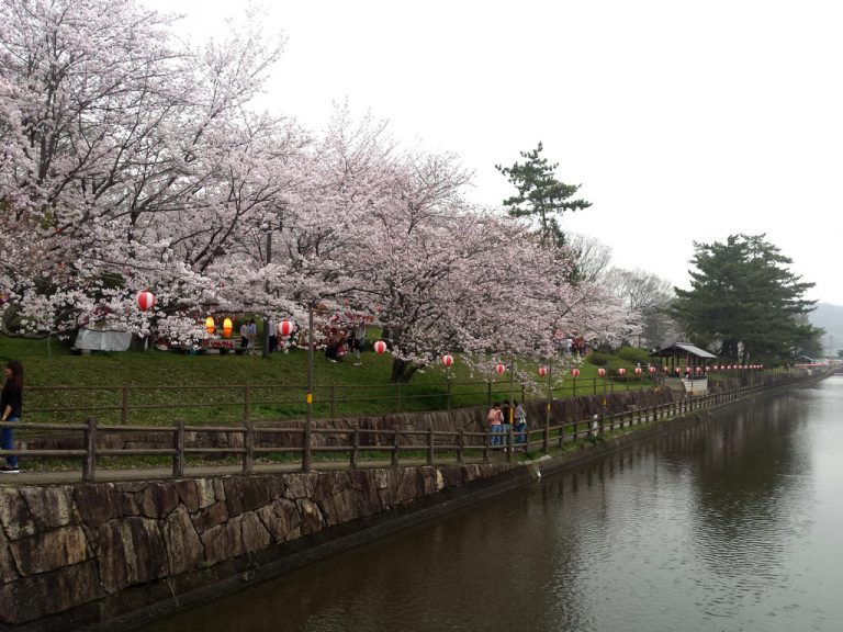 Top Cherry Blossom Spots in Okayama - The Wadas On Duty