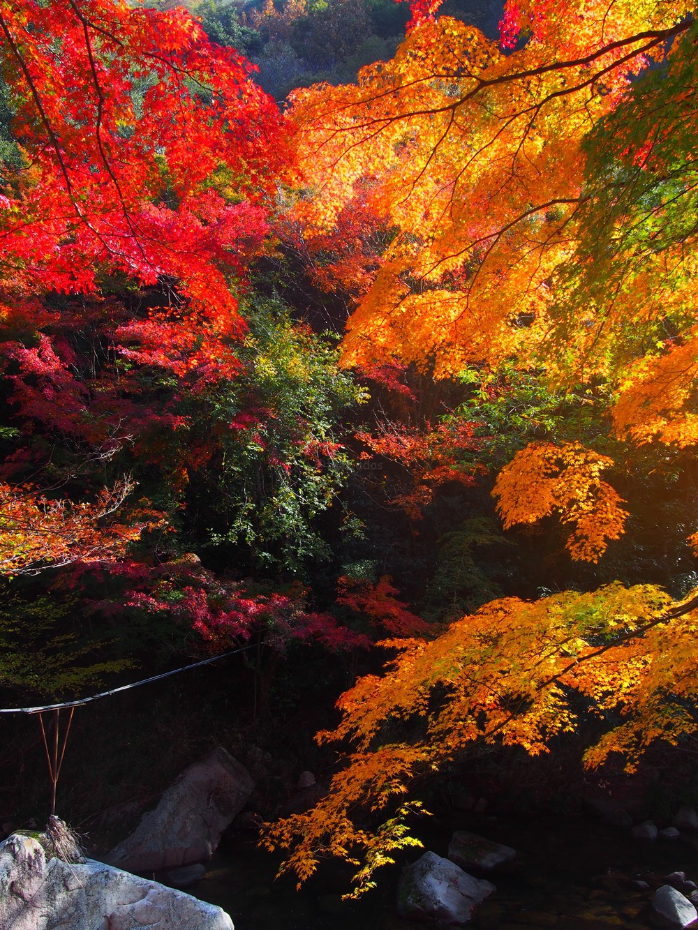 Autumn Leaves in Gokei Valley, Soja City