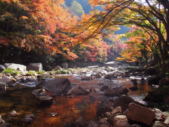 Autumn Leaves in Gokei Valley, Soja City - The Wadas On Duty