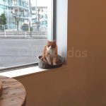 岡山市問屋町の猫カフェ：Blue Cat Cafe（ブルーキャットカフェ）
