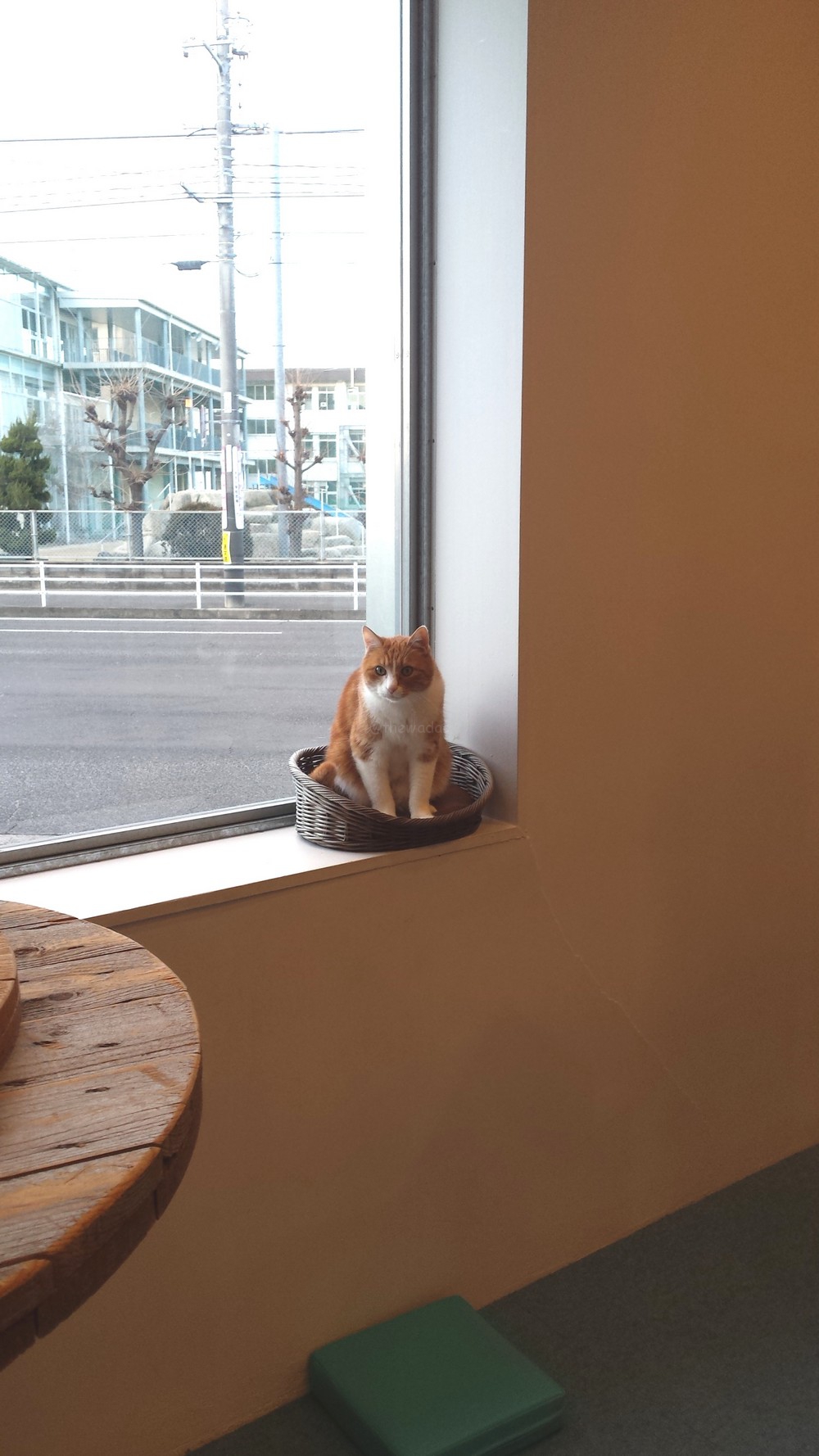 Blue Cat Cafe in Toiyacho