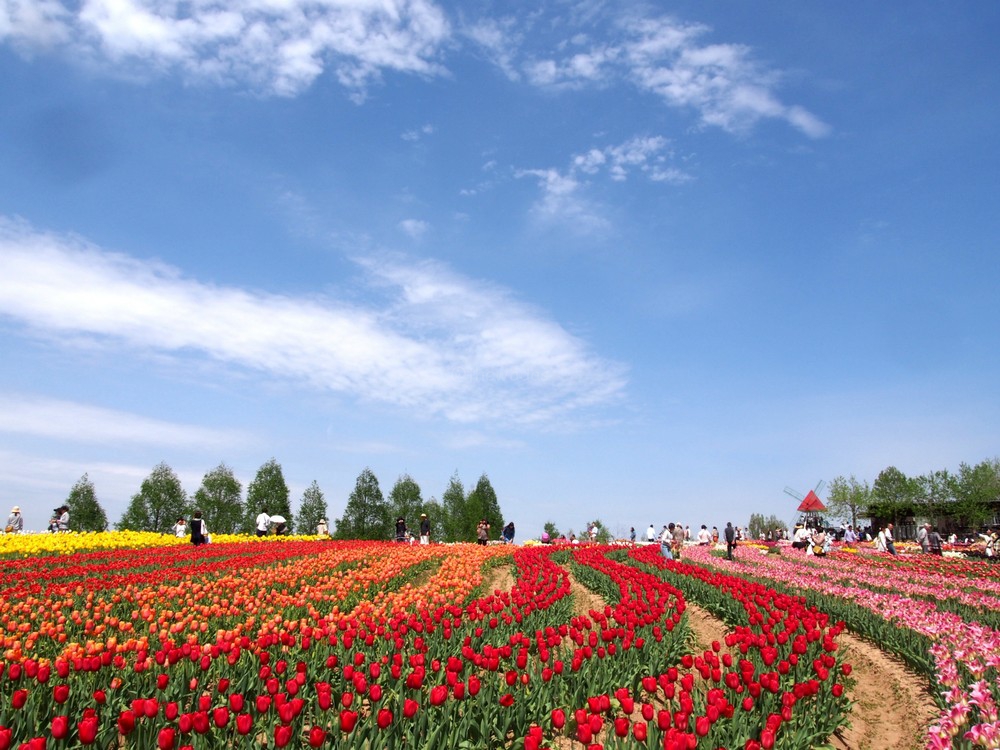Serakogen Farm: Tulip Festival