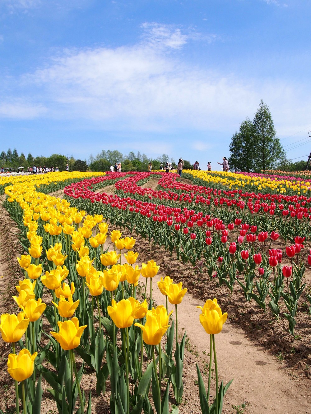 Beautiful Flower Fields Sera Kogen Farm In Hiroshima The Wadas On Duty