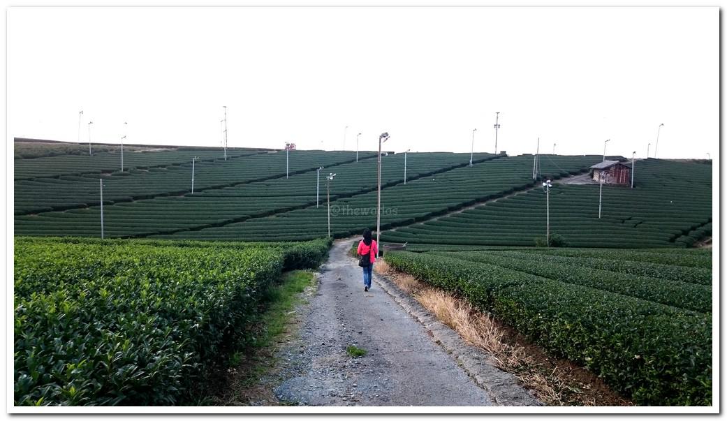 yame central tea garden