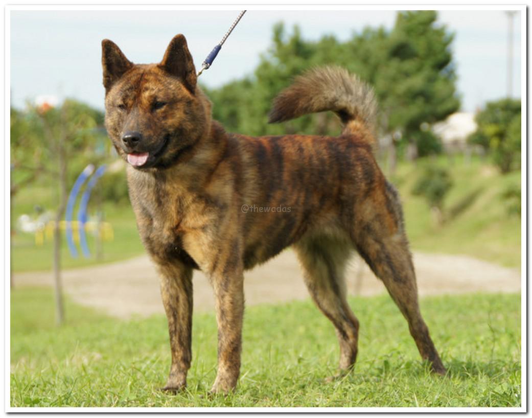 tiger hunting dog